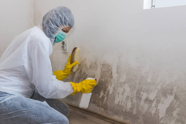 Best Insurance-Related Mold Remediation in Copiague, NY